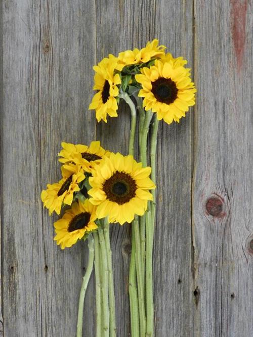 60 & 60  YELLOW SUNFLOWERS